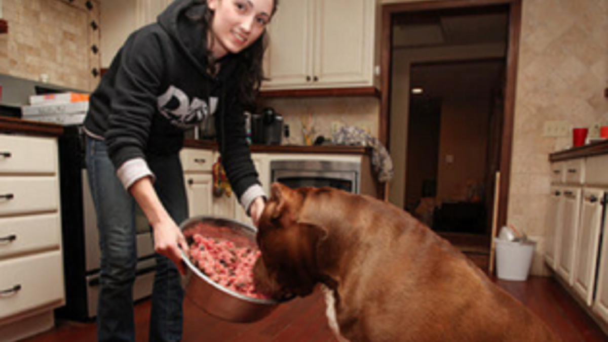 Hulk, cel mai mare pitbull din lume. Pare un monstru, dar e bona ideală. Video