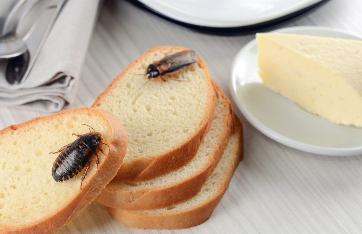 Soluțiile eficiente care elimină gândacii de bucătărie. Sunt ieftine și nu dau greș niciodată