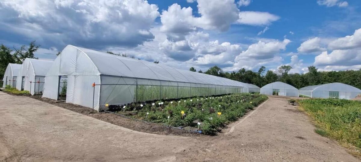 Pepene cu gust de coniac și vanilie, aclimatizat în România. Proprietăți medicinale speciale