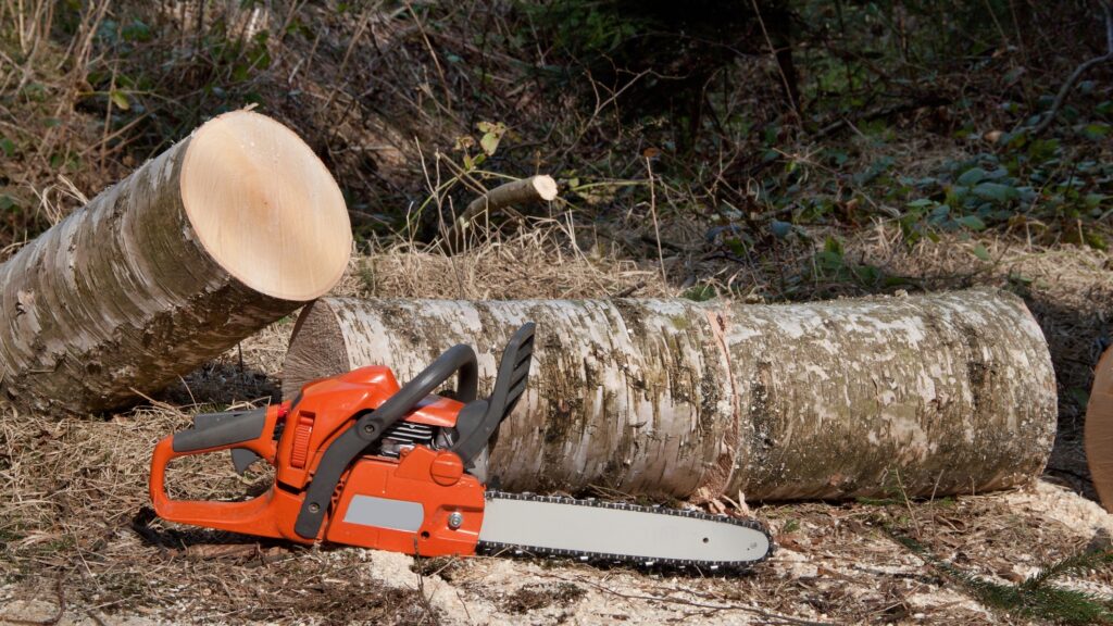 Amenzi uriașe pentru românii care taie copacii. Ce prevede legea