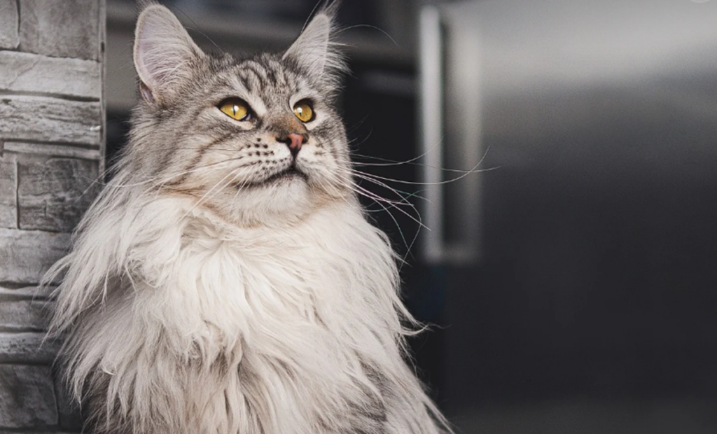 Maine Coon, cea mai blândă pisică uriașă. Cum s-a dezvoltat această rasă