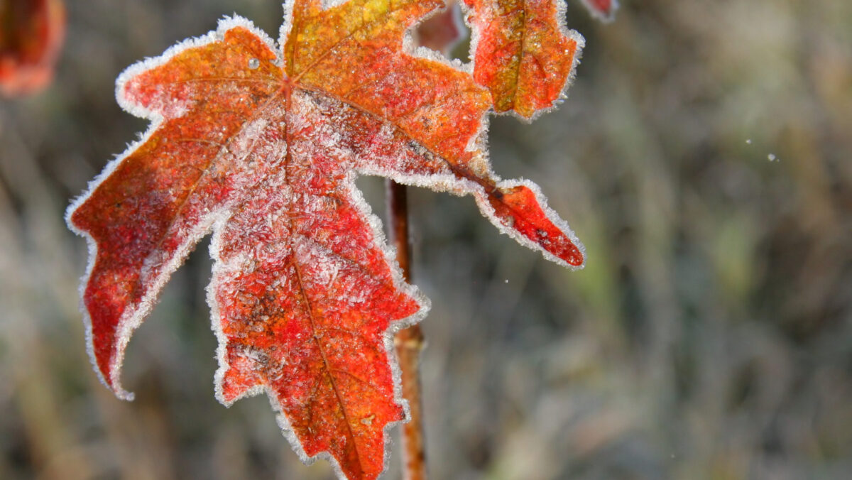 Prognoza meteo, 14 noiembrie. Vreme de primăvară, în prag de iarnă