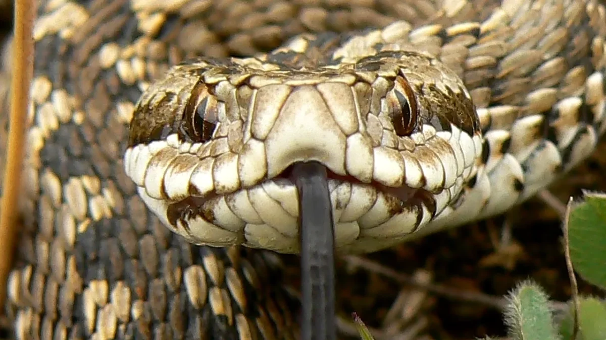 Vipera de fâneaţă, găsită după 61 de ani la Cluj. Are o istorie zbuciumată