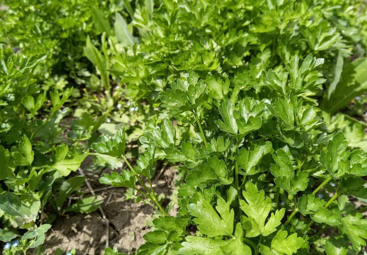 Plante aromatice pe care le poți cultiva ușor pe balcon. Nu mai trebuie să mergi la piață
