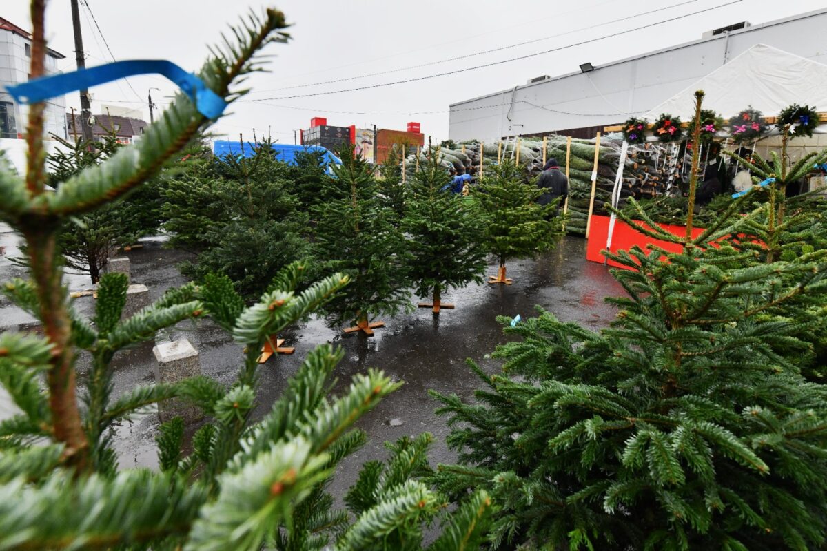 Brazi de Crăciun la 50 de lei, în târgurile din Sectorul 6