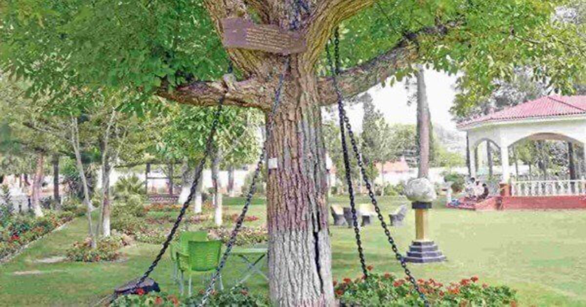 Un copac, arestat din anul 1899. O poveste unică la nivel mondial