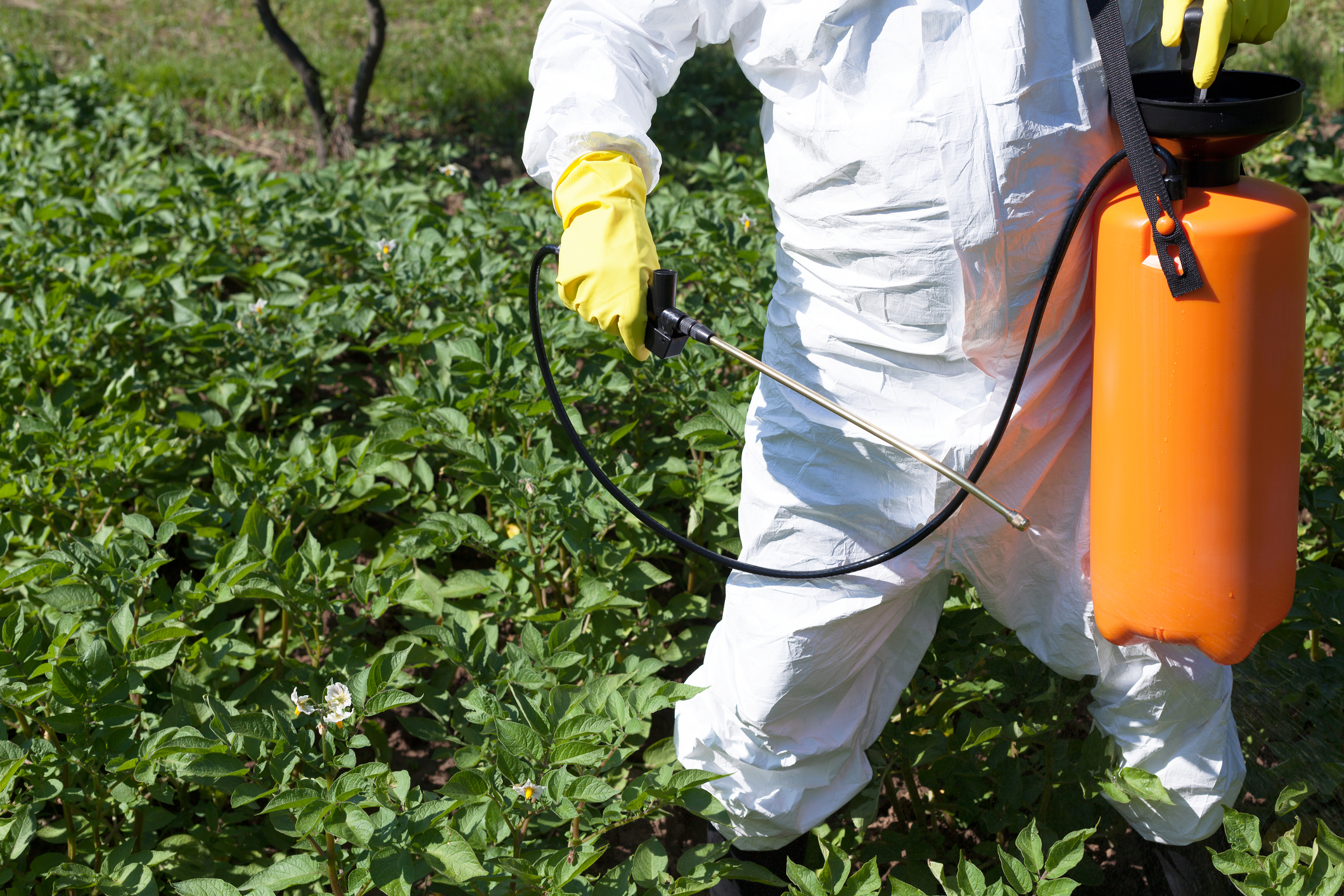 Proiect: Controale mai dese la produsele din afara UE pentru pesticide