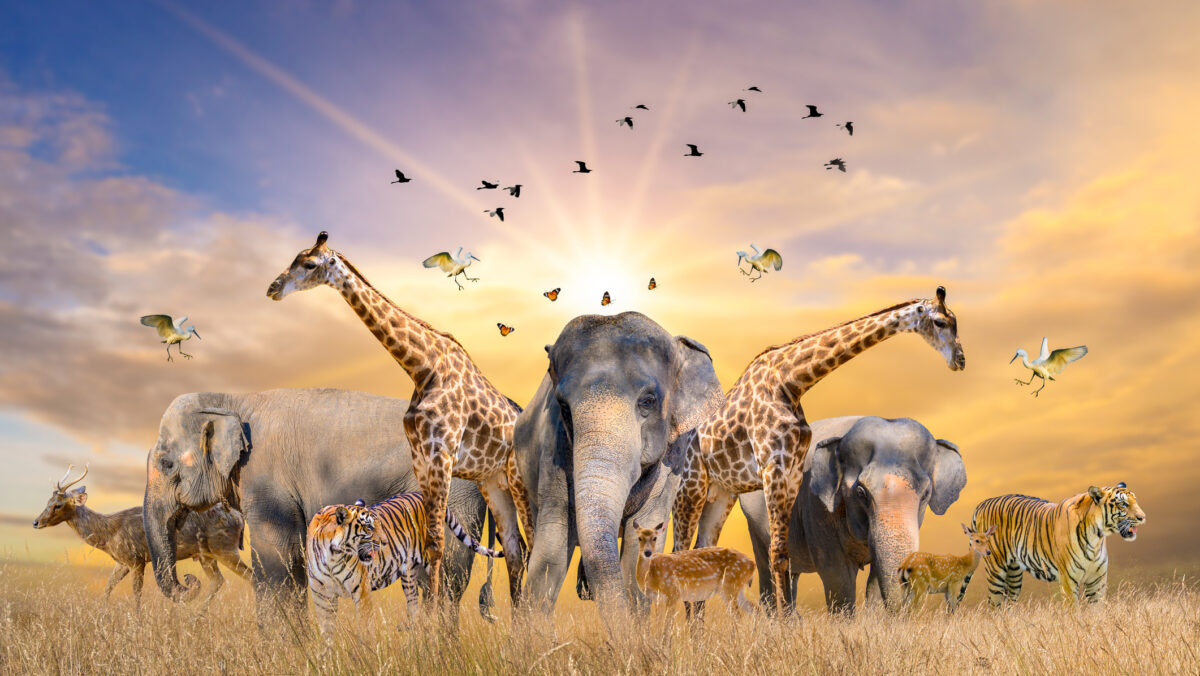 Metoda de apărarare a organismelor din lumea animală. Cum sunt combătuți germenii