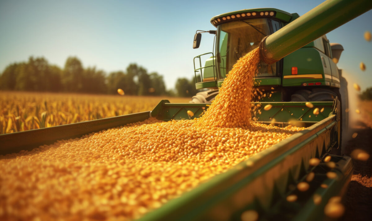 Declin pe piața cerealelor. Producția, importurile și consumul intern au scăzut