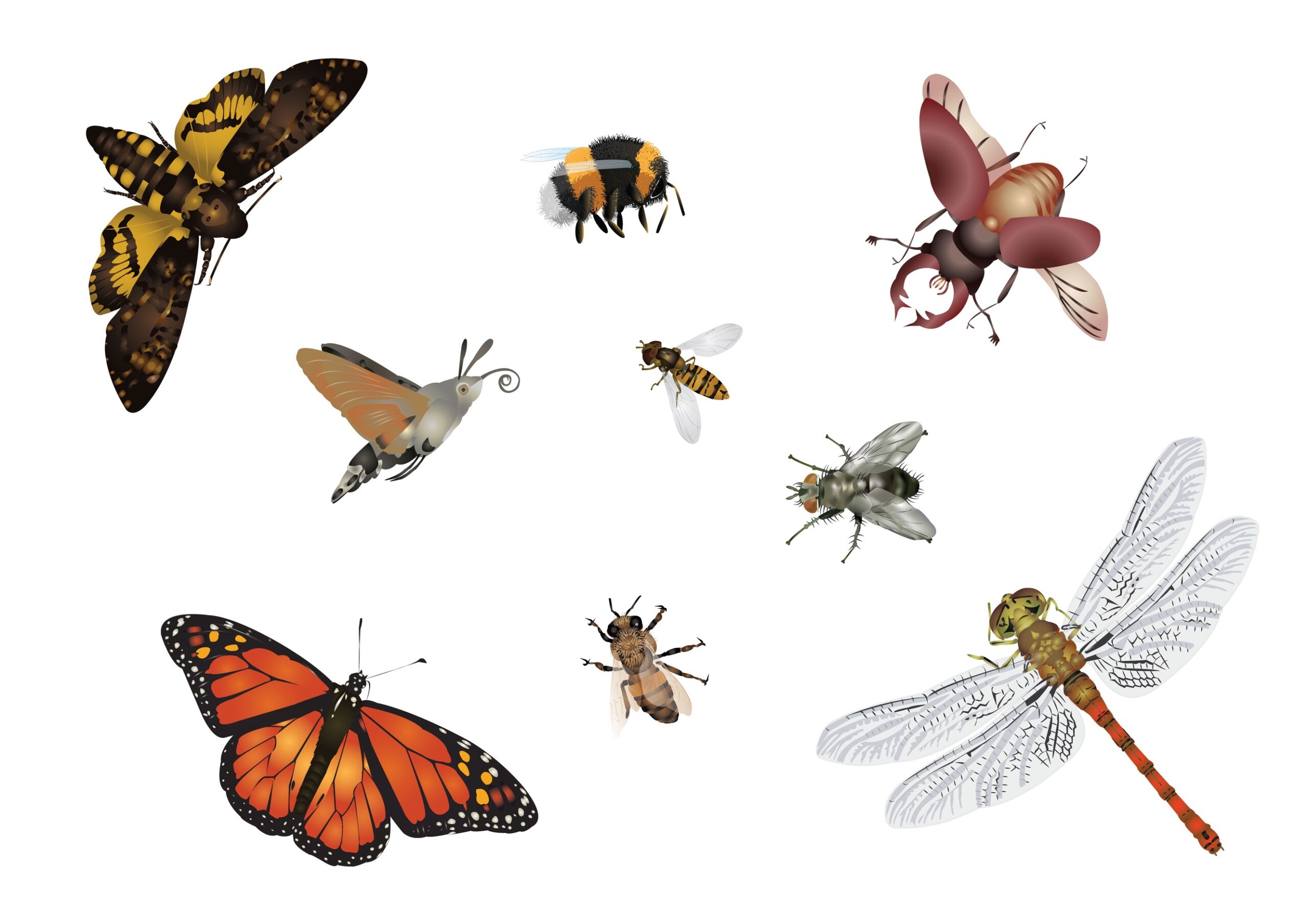 insecte