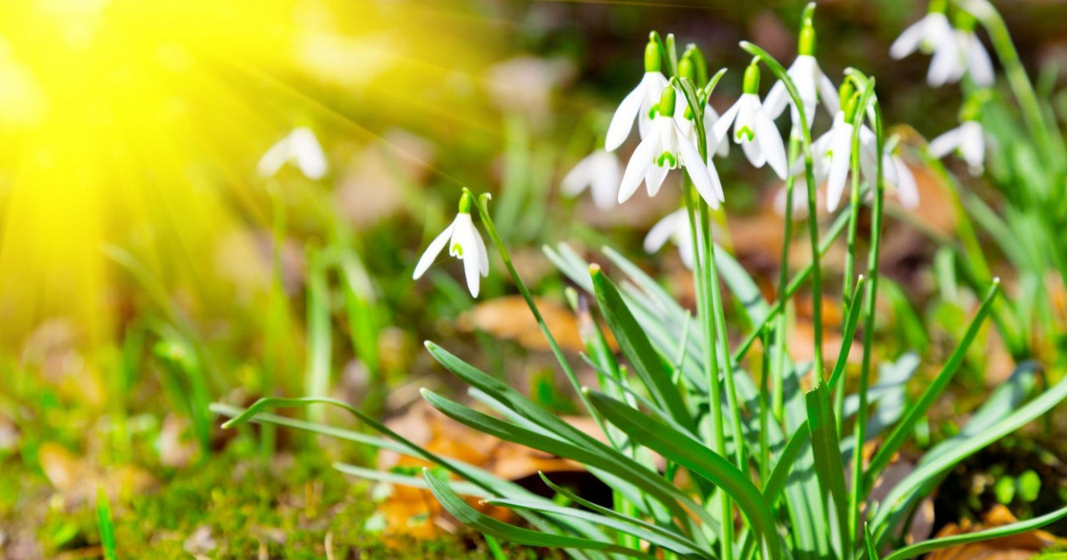 Prognoza meteo, 29 februarie. Temperaturi blânde, de primăvară. Zonele în care e nevoie de umbrelă