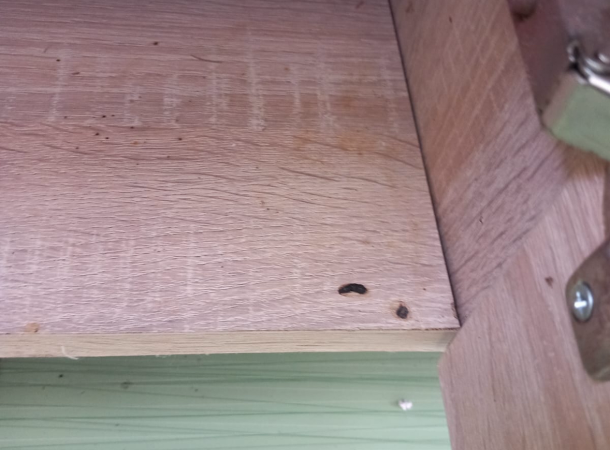 Mizerie și excremente de șoareci, găsite în cantina unui liceu din România. Decizia luată de ANPC