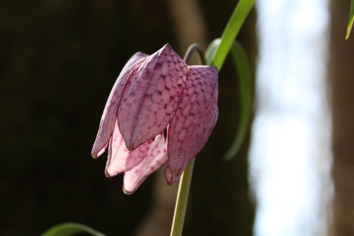 A înflorit laleaua pestriță. Legenda fascinantă a unei flori rare din România