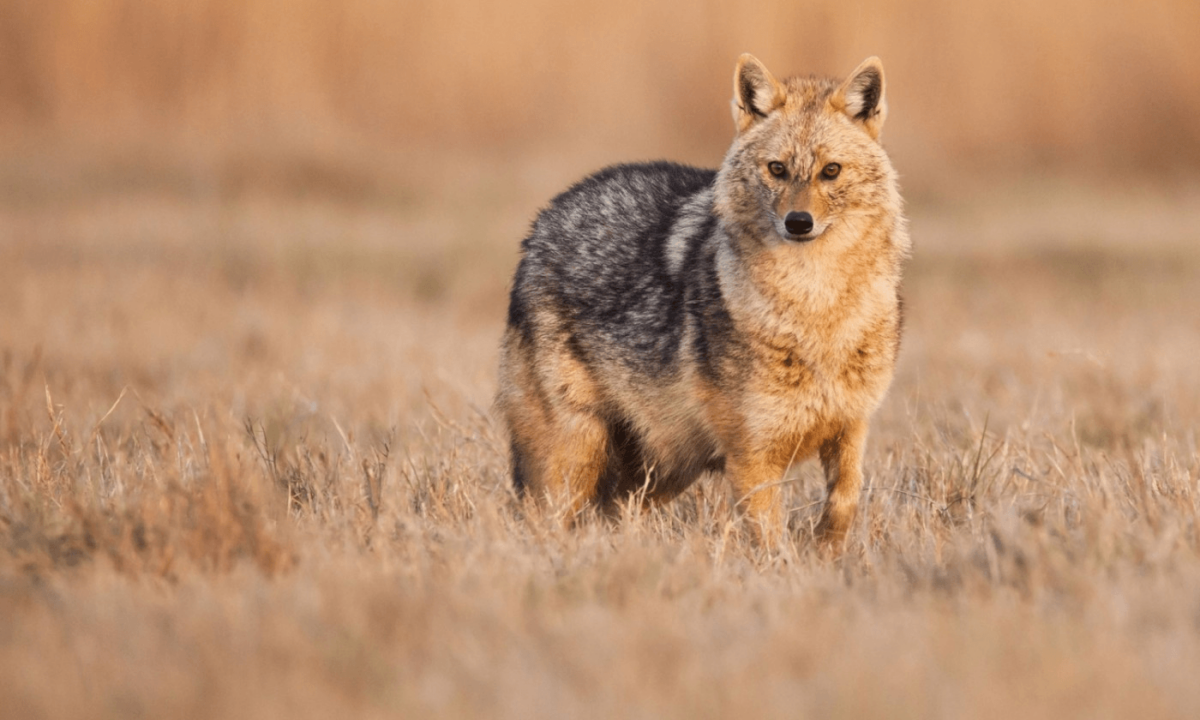 Cât de periculoși sunt pentru oameni șacalii, mamiferele carnivore sălbatice care au invadat zone din România