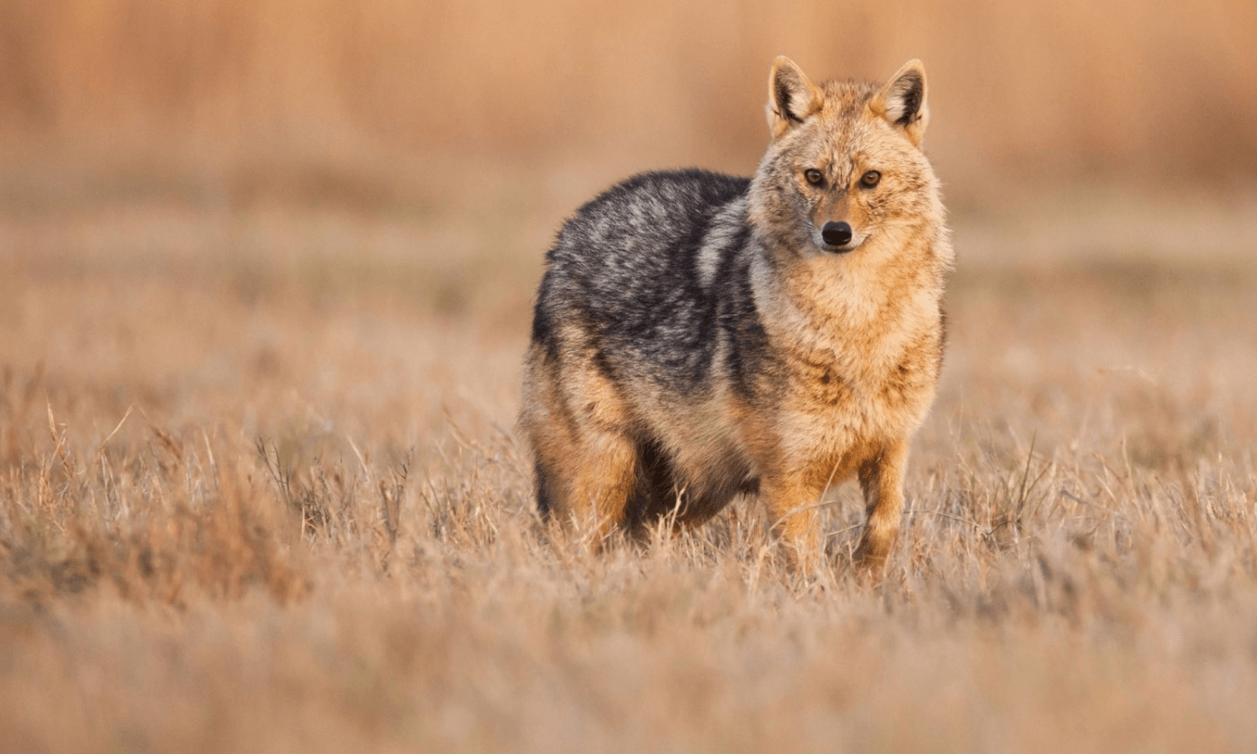 Cât de periculoși sunt pentru oameni șacalii, mamiferele carnivore sălbatice care au invadat zone din România