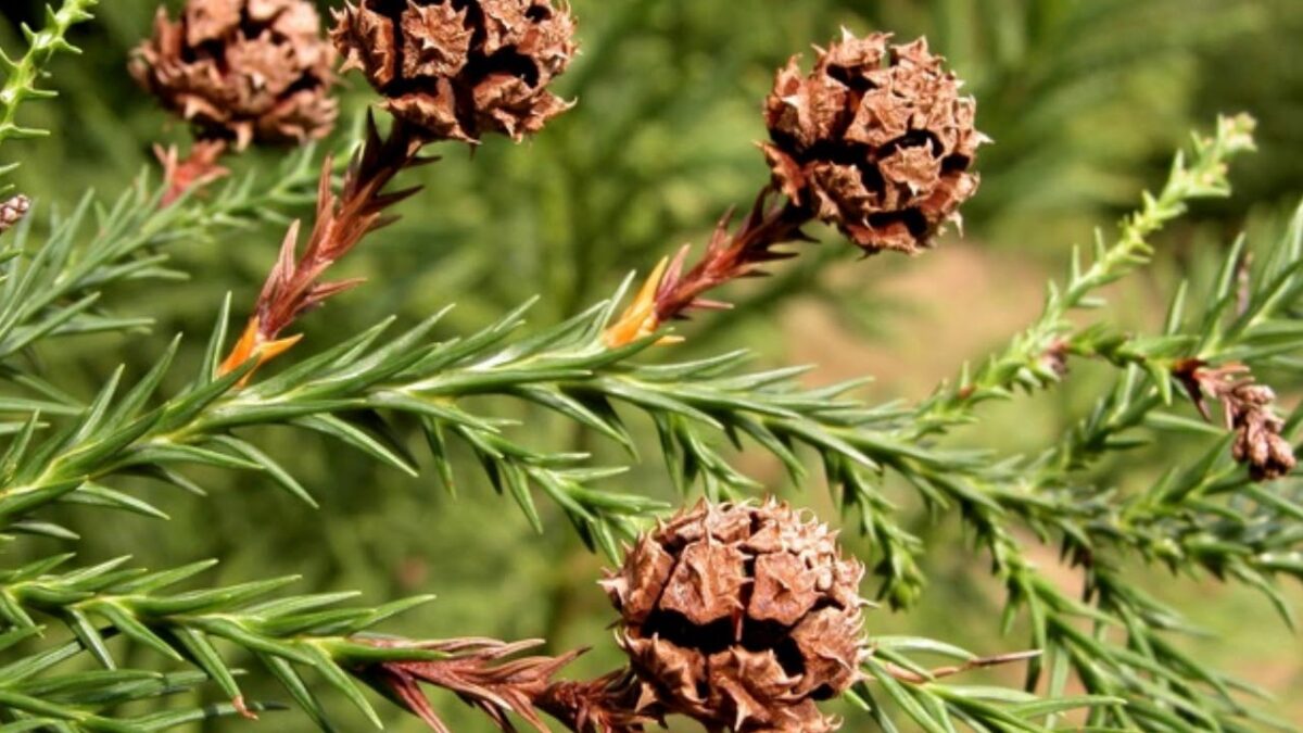 Arborii „gigant”, neprotejați de autorități. Pot rezista mii de ani