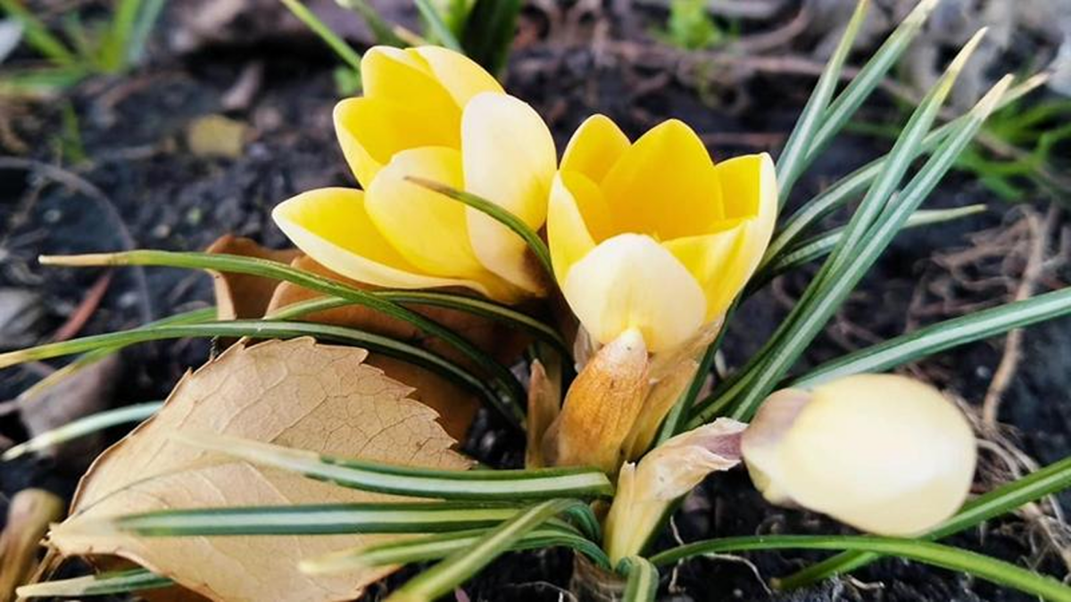 Mai multe flori sunt pe cale de dispariție în Republica Moldova. Motivele pentru care ghioceii sau lalele devin raritate