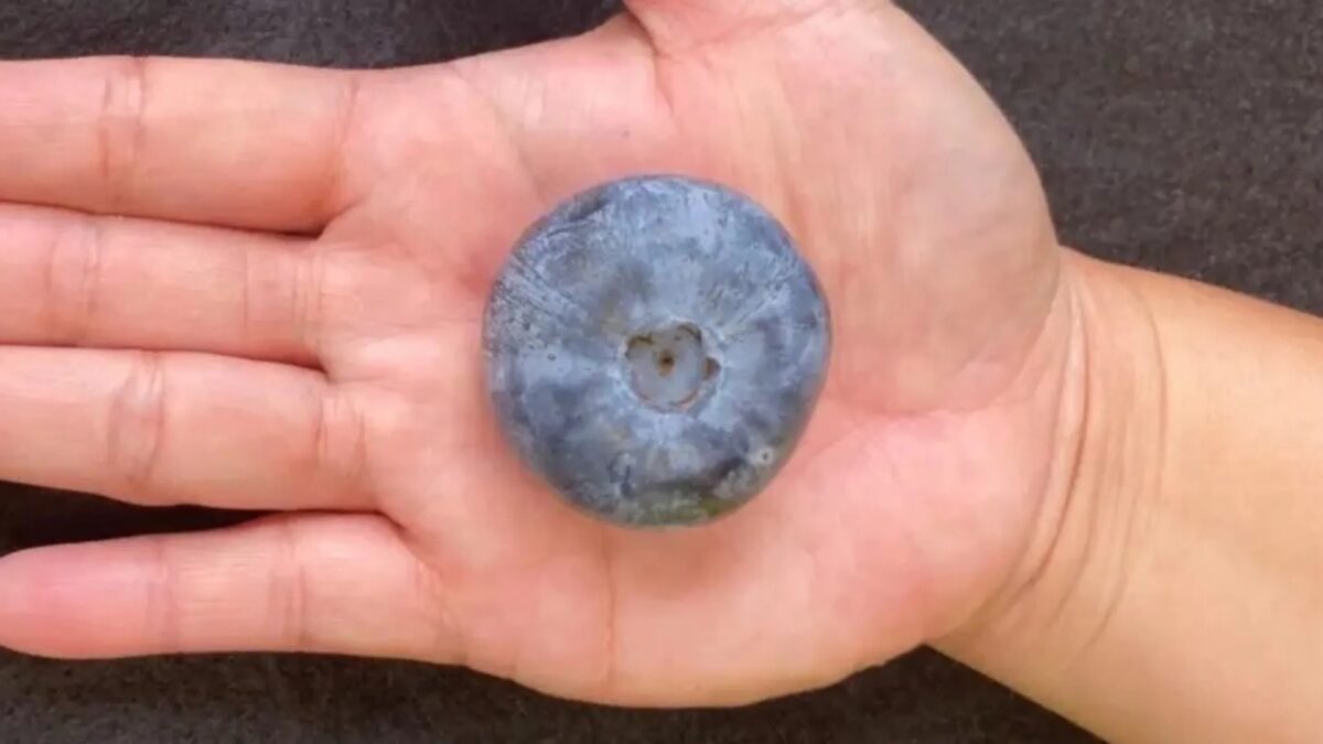 Afinele cultivate aici doboară recordul mondial. Sunt cele mai mari din lume