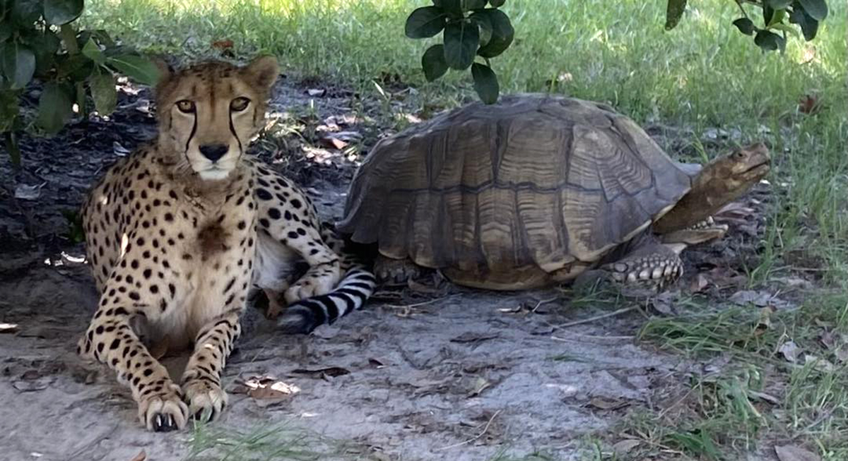 Prietenia dintre animale este specială. O broască țestoasă și un ghepard sunt de nedespărțit