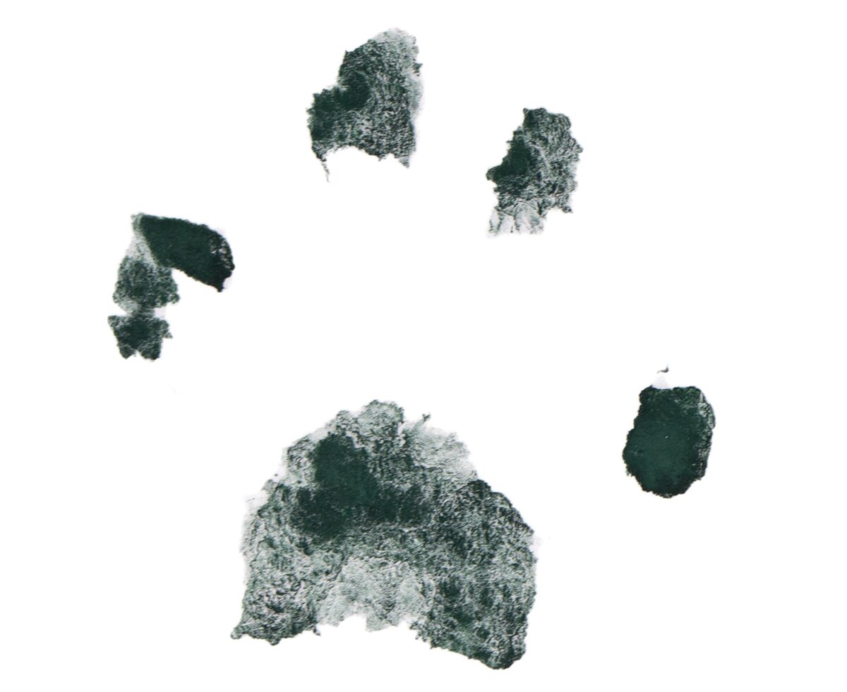 Pisica fatală de la Fukuyama. Locuitorii, avertizați s-o ocolească