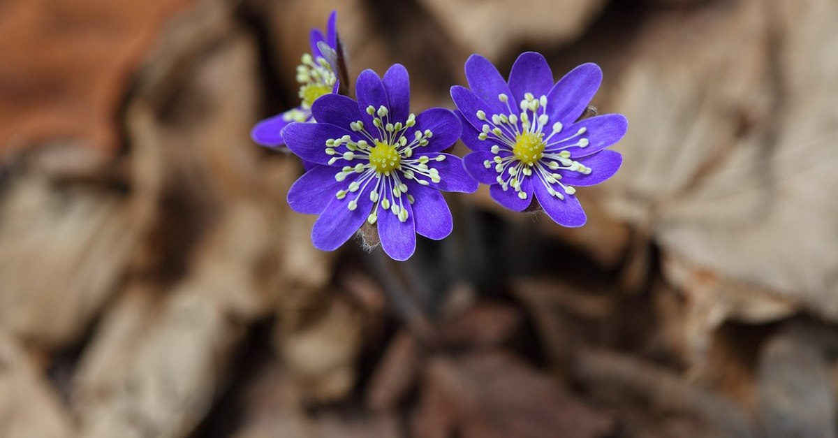 Prognoza meteo, 29 martie. Sfârșit de martie cu temperaturi ridicate