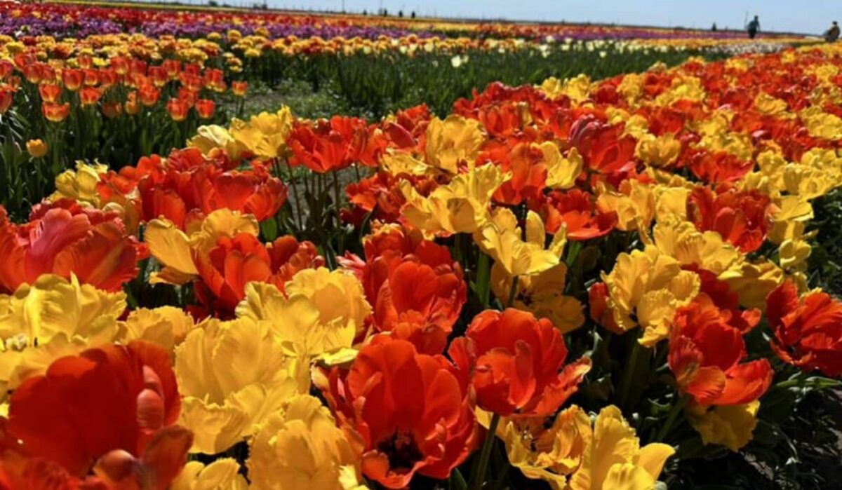 Când frumosul se transformă în afacere. Locul din România cu un milion de lalele