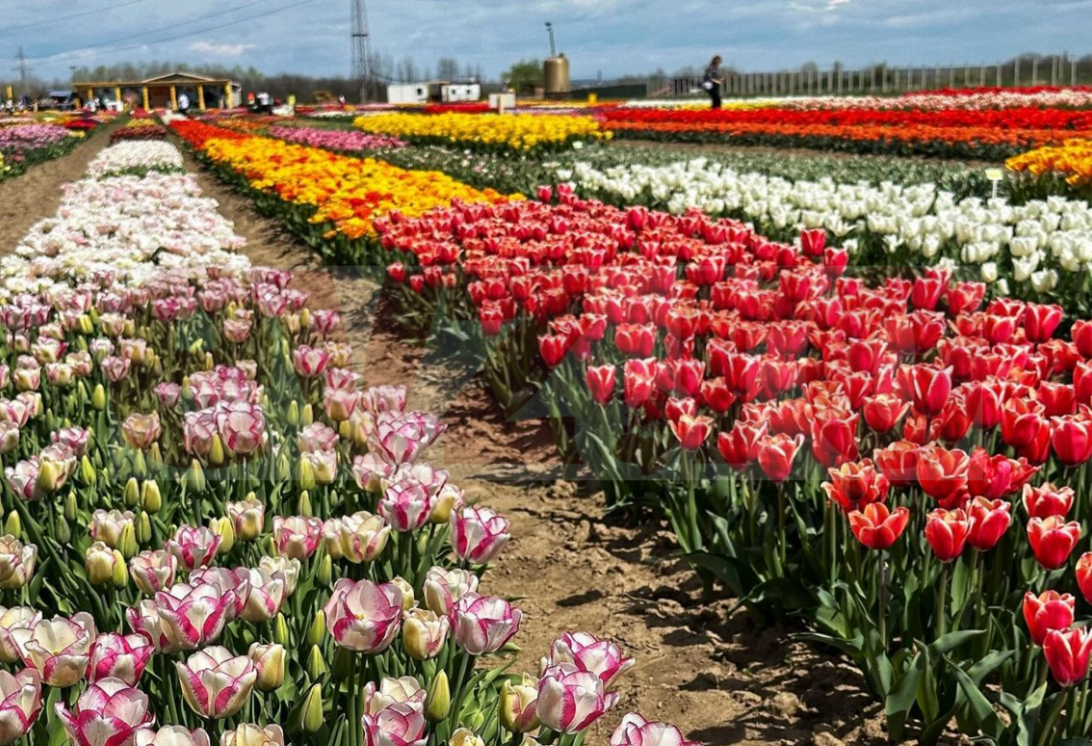 Colț de Olanda, la marginea unui sat dâmbovițean. Locul atrage tot mai mulți turiști