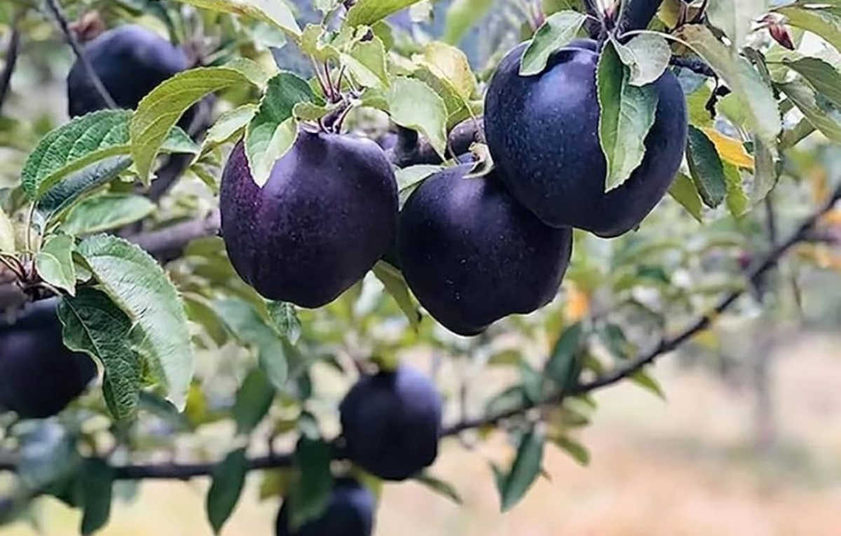 Merele negre, mai scumpe decât caviarul. Unde cresc și cât costă un kilogram