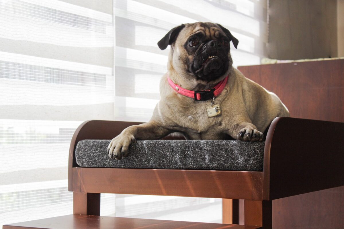 Viața la bloc. Noi reguli pentru proprietarii de câini