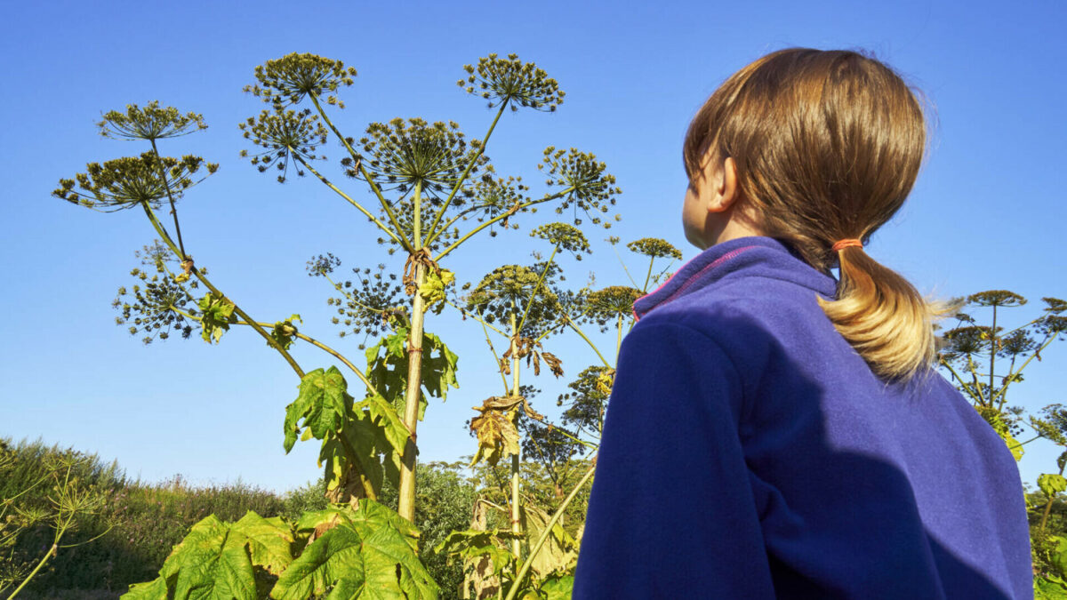 O plantă ucigașă se răspândește în Europa. Biolog: „Seva mi-a ars pielea”