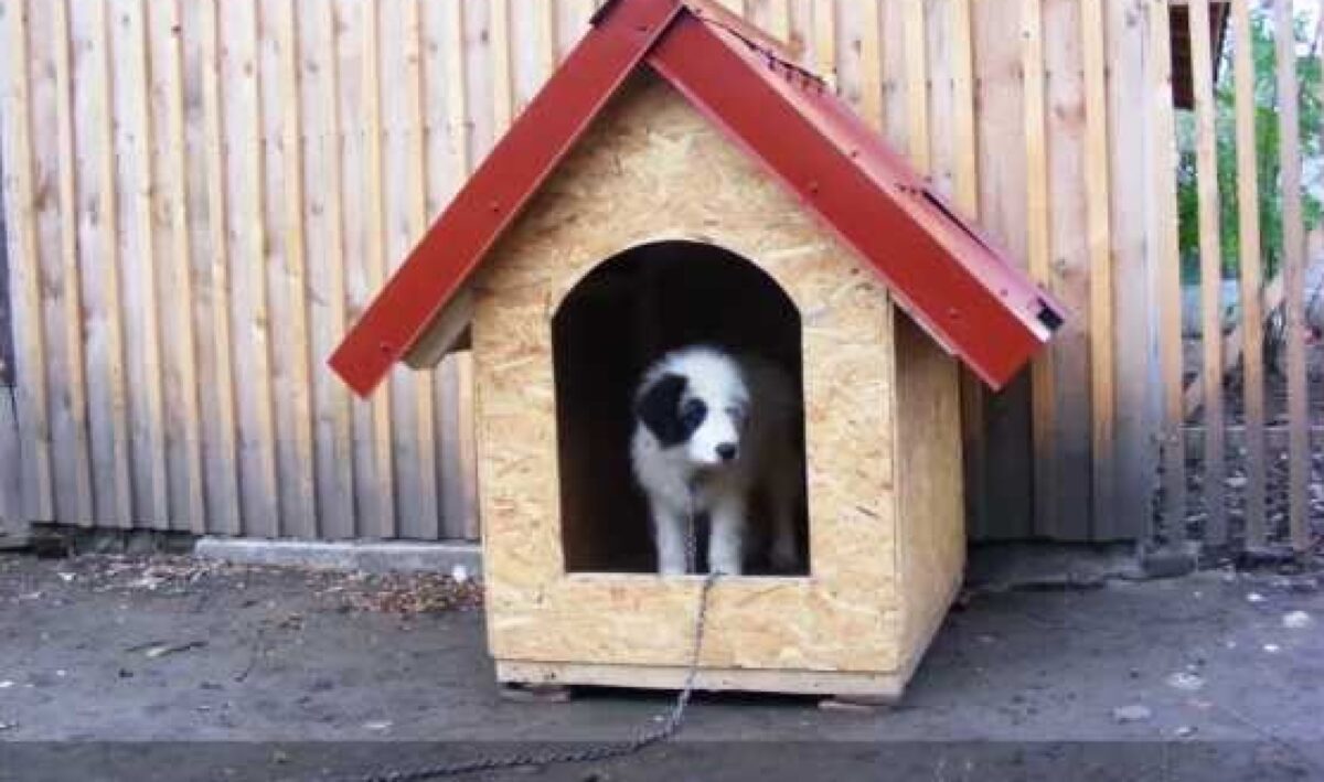 Ar fi furat de la câini. Acuzaţiile aduse preşedintelui unei organizaţii obşteşti