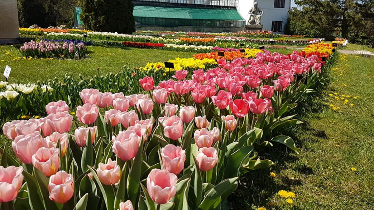 Floarea românească pe care nu trebuie să o rupi niciodată. Riscurile sunt uriașe