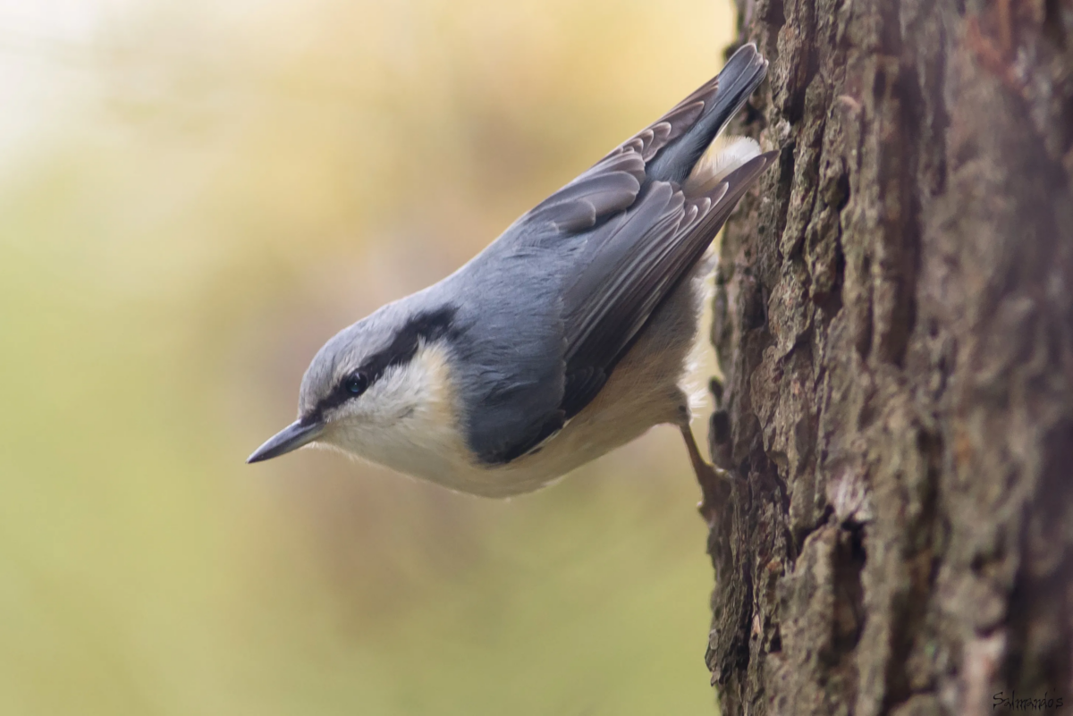 O pasăre i-a derutat pe polițiști după ce a imitat perfect sirena poliției