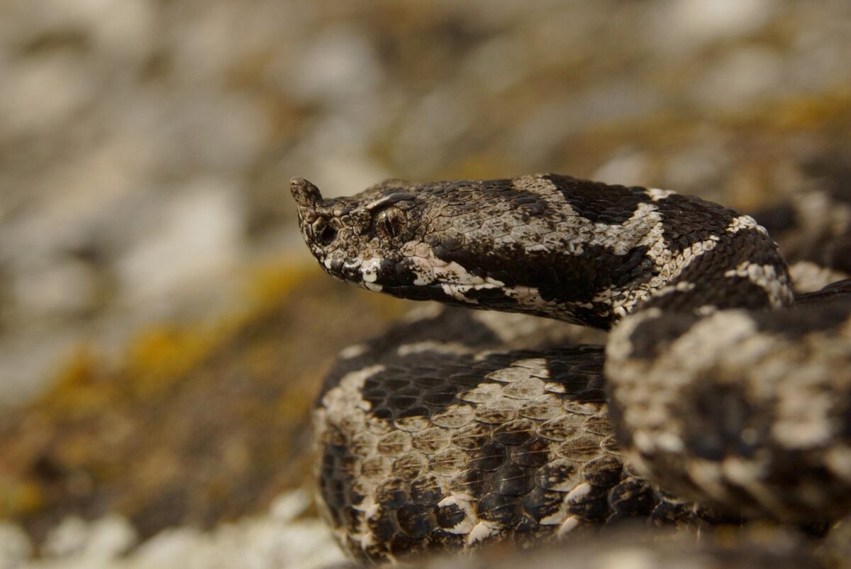 Avertisment pentru pasionații de drumeții montane. Viperele au ieșit din hibernare