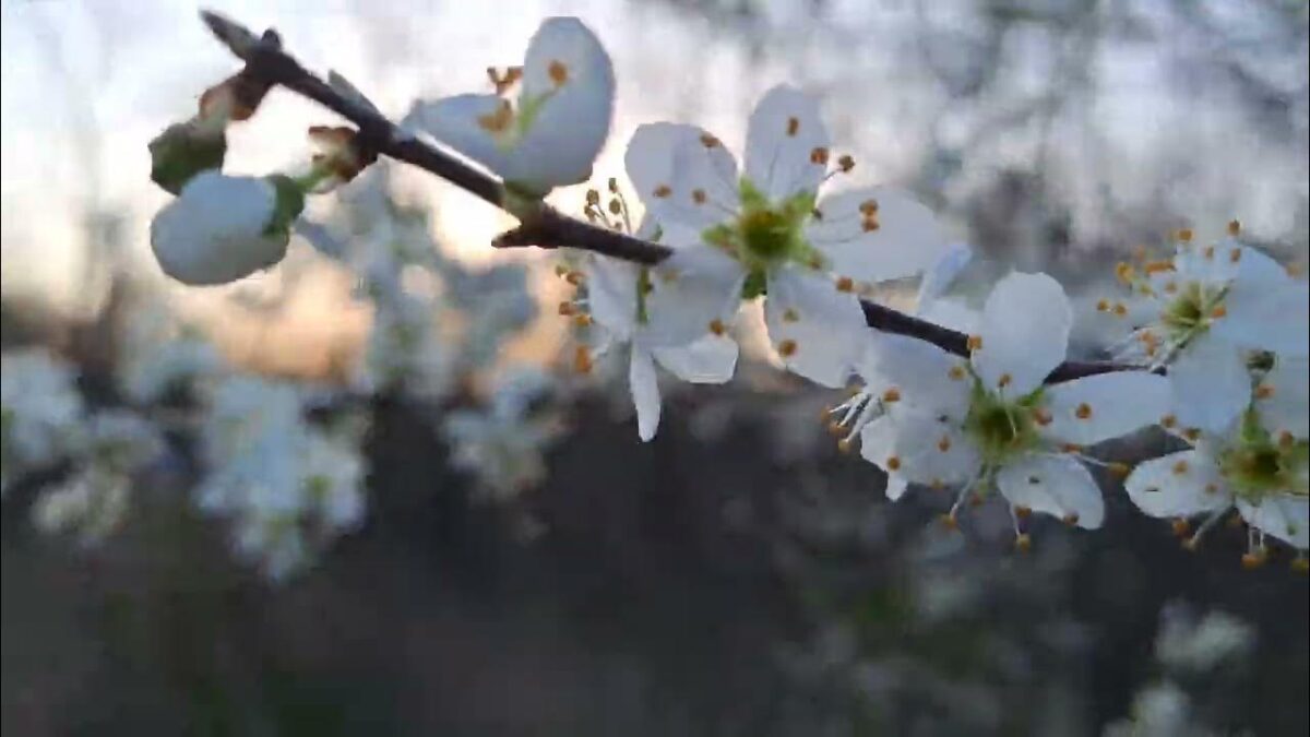 Prognoza meteo, vineri, 5 aprilie. Weekend cu soare. Unde va fi cel mai cald