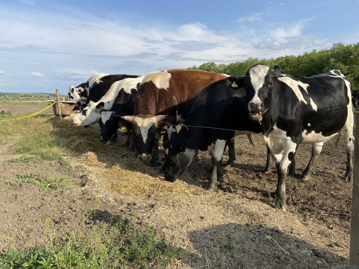 Ministerul Agriculturii anunță care e termenul limită pentru solicitarea granturilor pentru acești fermieri