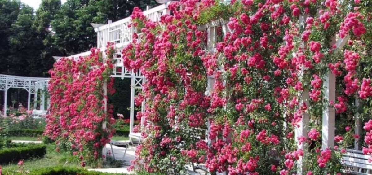 Strada cea mai frumoasă din Europa se află în România. Este o veritabilă operă de artă florală