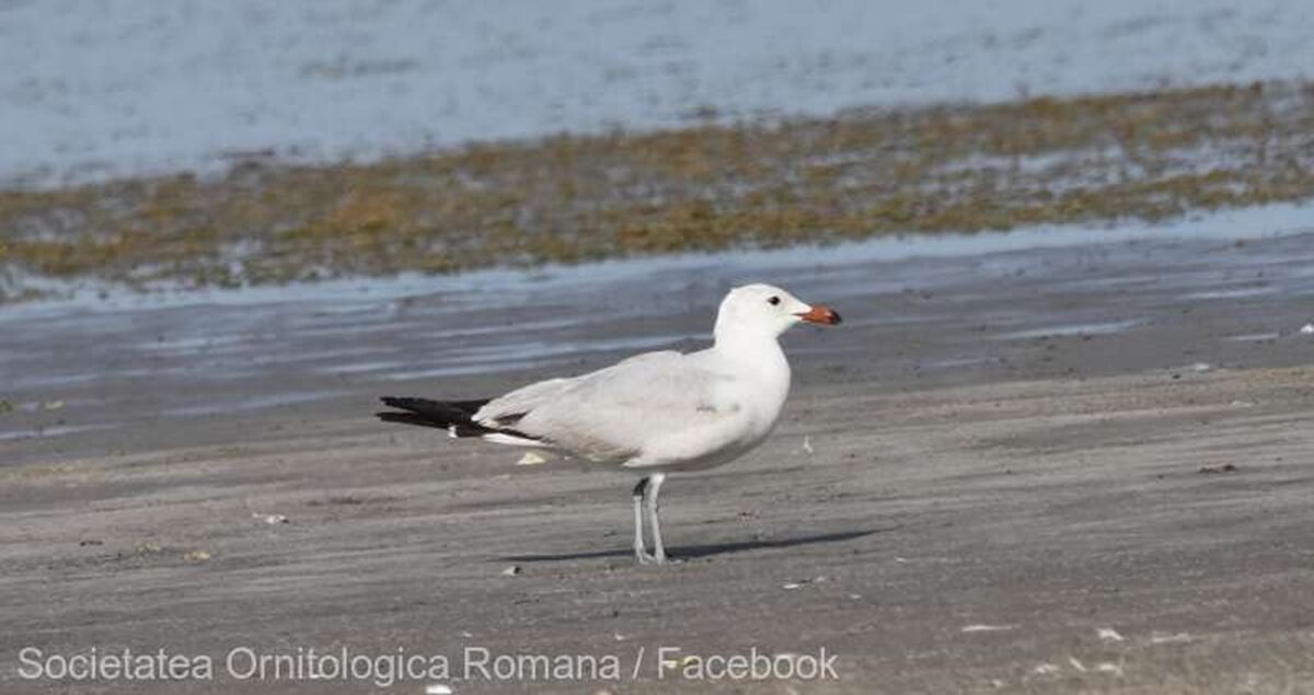 Pescăruşul mediteranean, descoperit în România. Povestea lui Audouin