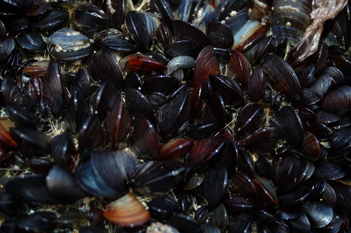 Recoltarea de moluște din Marea Neagră este din nou permisă. DSVSA a ridicat restricțiile