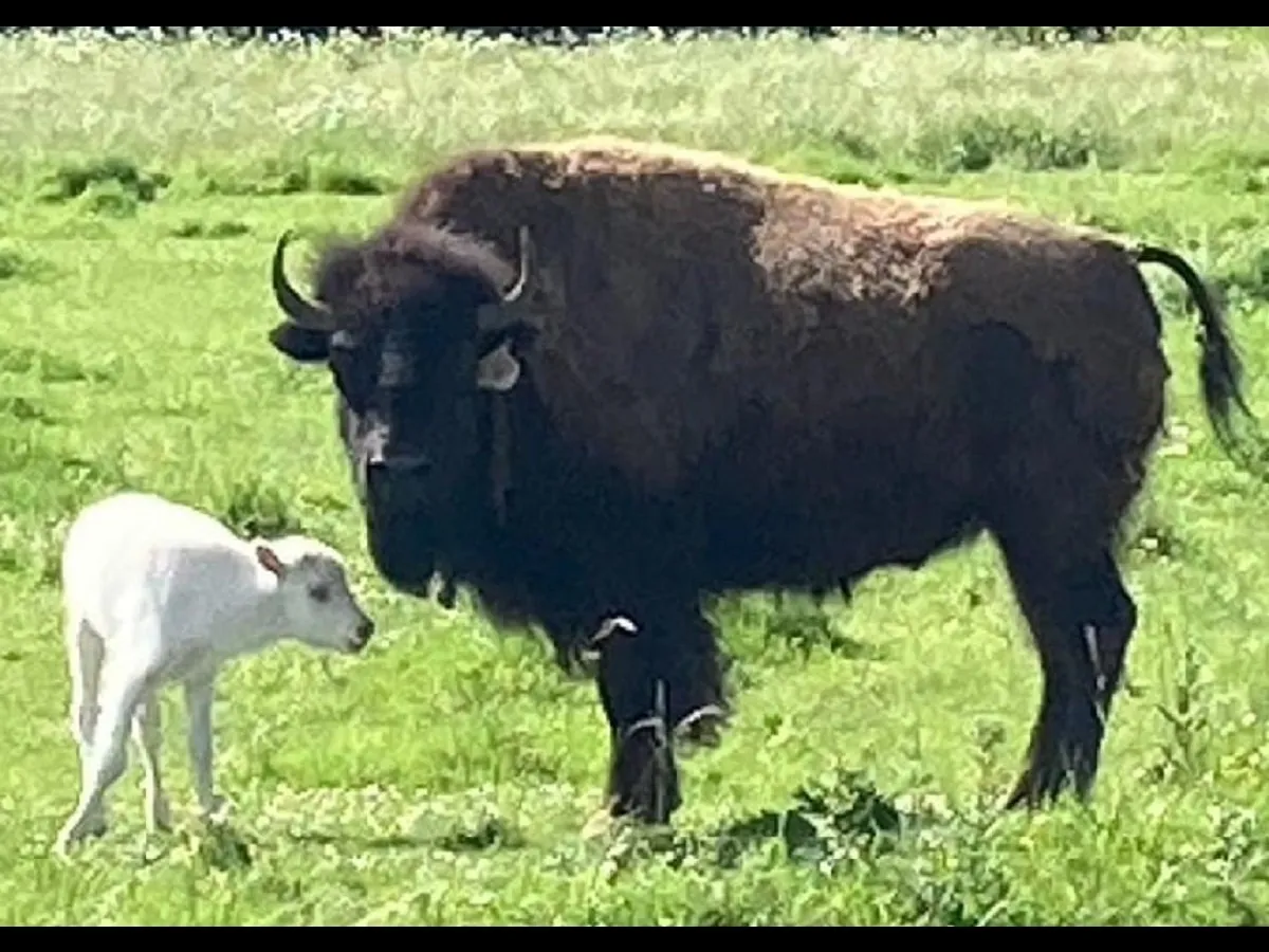 Horoscopul lui Dom’ Profesor 14 iunie 2024. Marele Șef Arvol Looking Horse: Vin vremuri mai bune, trebuie să facem mai mult