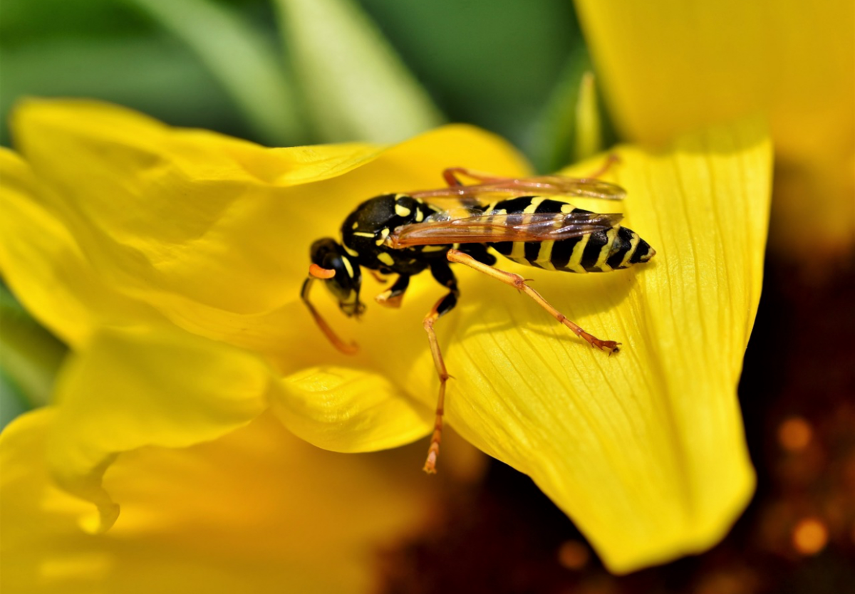 Planta care ține cele mai enervante insecte la distanță. Are un miros frumos și puternic