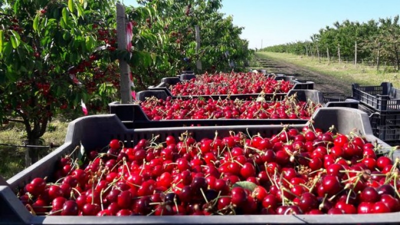 Economistul Veaceslav Ioniță: „În 2023, a fost cea mai spectaculoasă creștere a exportului cireșelor din istoria Republicii Moldova”