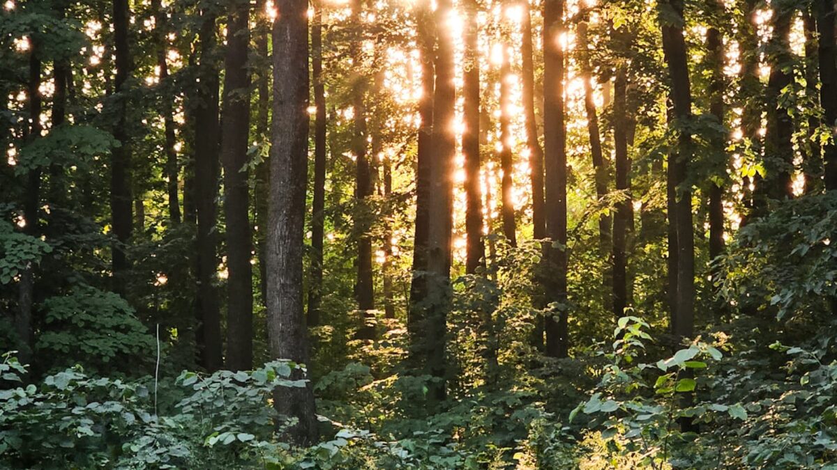 Tradiția monedelor înfipte în copaci. Adevărul din spatele acestei practici