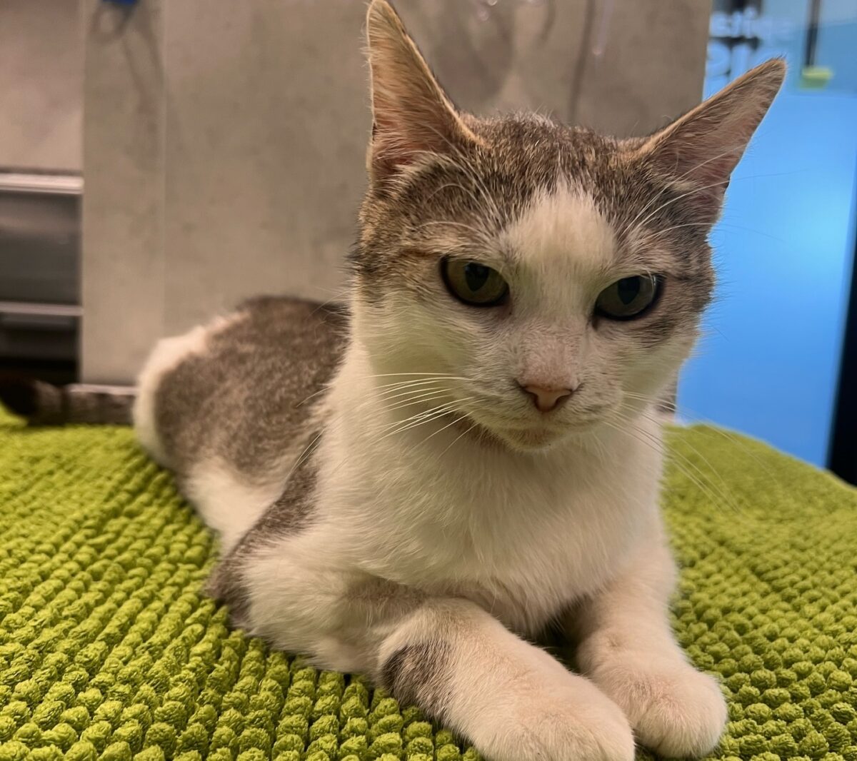 Pisica din Iași care a ajuns singură la o clinică veterinară, ca să-și nască puii, își caută stăpân