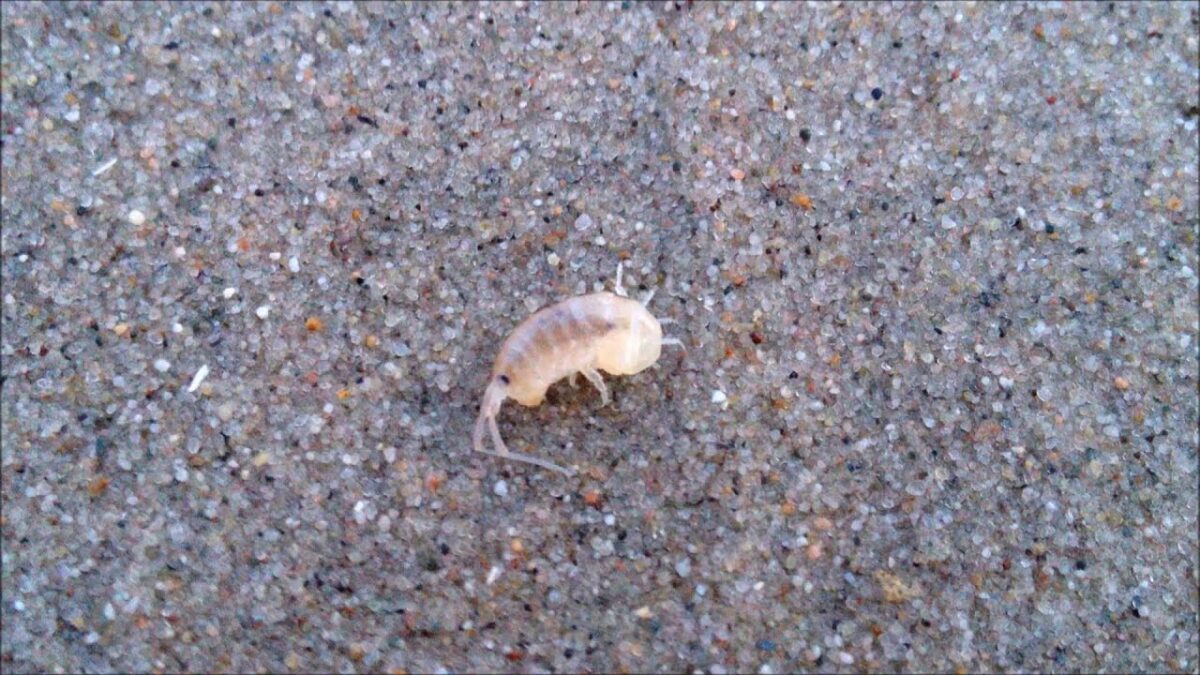 Puricii de nisip folosesc magneziul ca „somnifer” natural pentru a supraviețui iernii