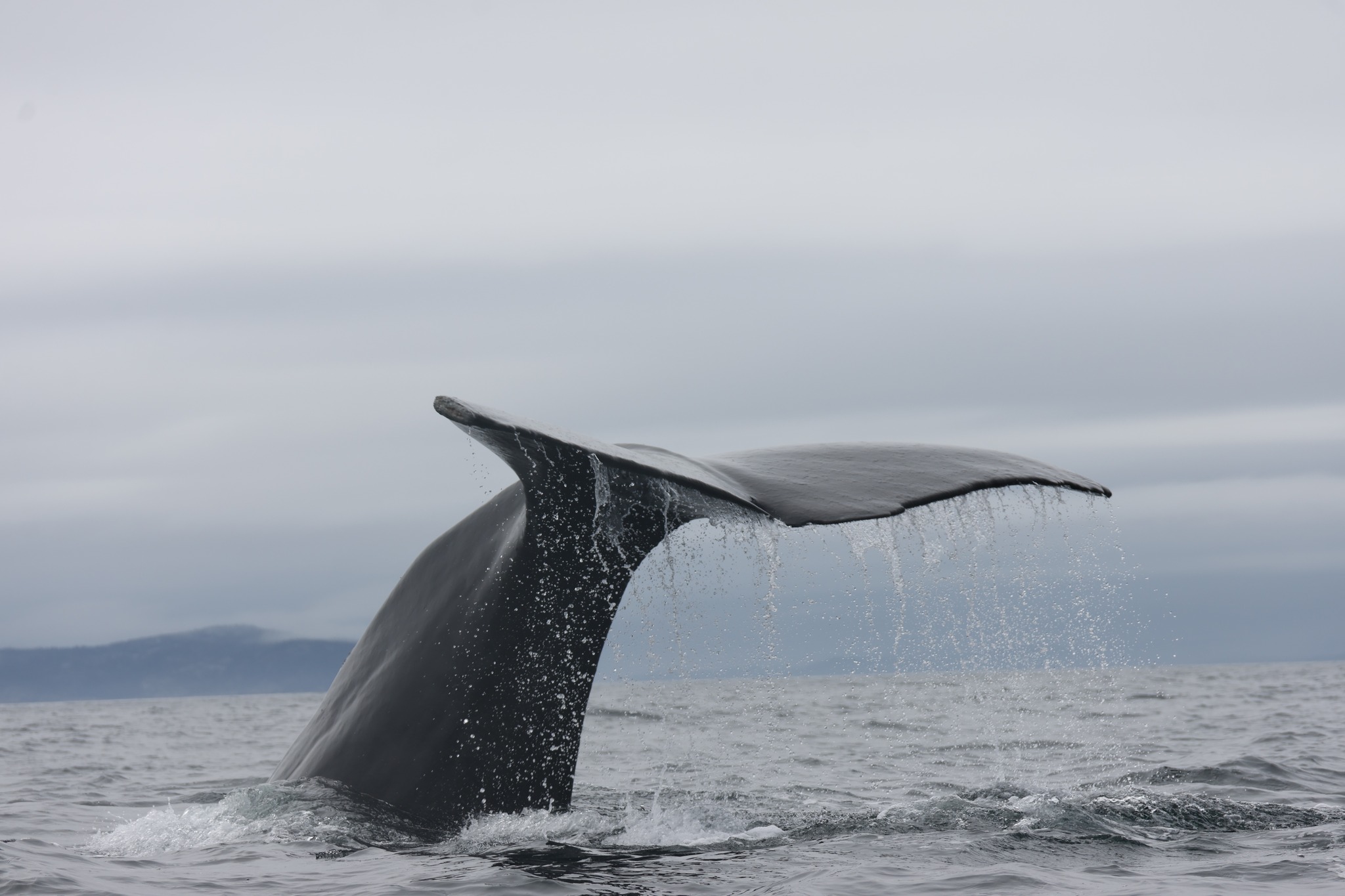 O specie de balenă există fără să fi fost văzută vreodată vie. O enigmă care pune la încercare cercetarea modernă