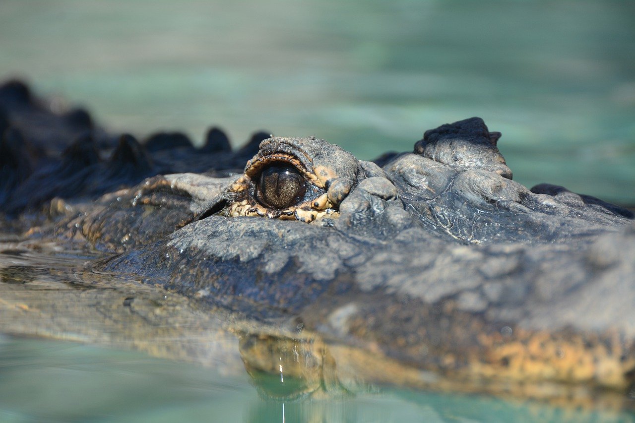 Probele de canotaj de la Olimpiadă, printre crocodili „mâncători de oameni”