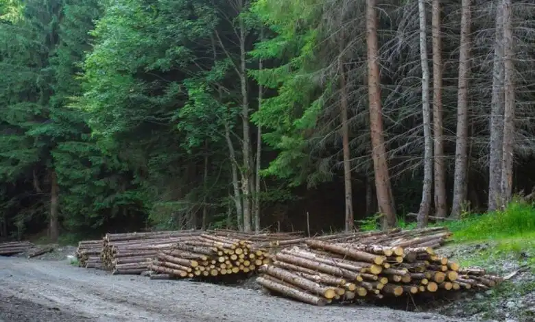 Schemă de corupție la Întreprinderea Silvică Tighina din Republica Moldova. Pădurile seculare, pe mâinile infractorilor din birouri