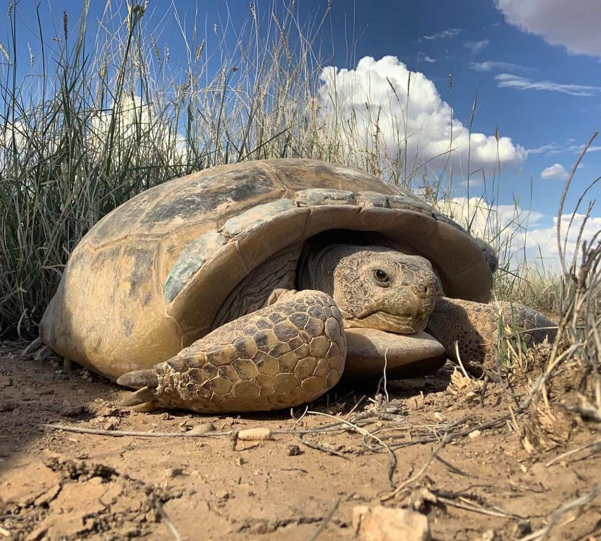 Un musafir nepoftit. O țestoasă a provocat întârzieri ale trenurilor după ce s-a urcat încet pe șine