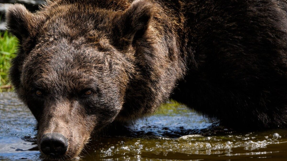 Bărbat din Bistrița, atacat de urs. A fost rănit grav la picior și spate